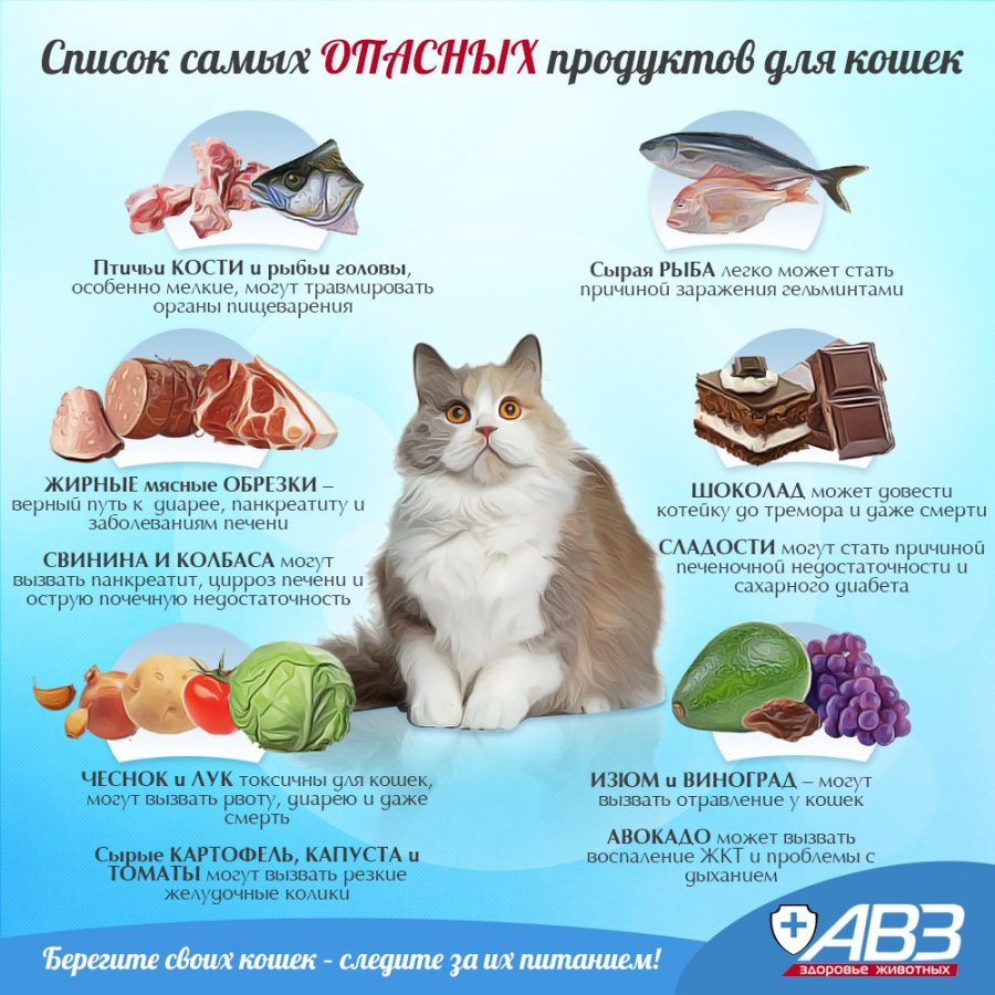 Правильное Натуральное Питание Для Кошек