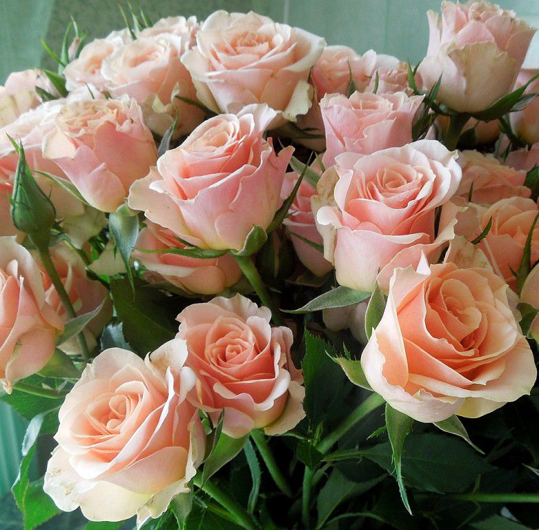 Поздравления С Днем Рождения Цветы Розы