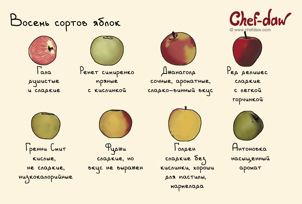 виды яблок с названиями