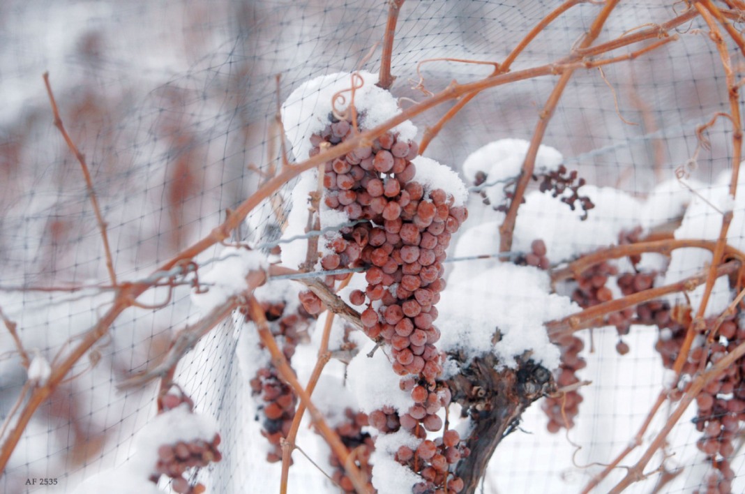 как защитить виноград от морозов зимой